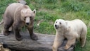 Die sogenannten „Cappuccino-Bären“ Tips (hell) und ihr Bruder Taps im Zoo in Osnabrück