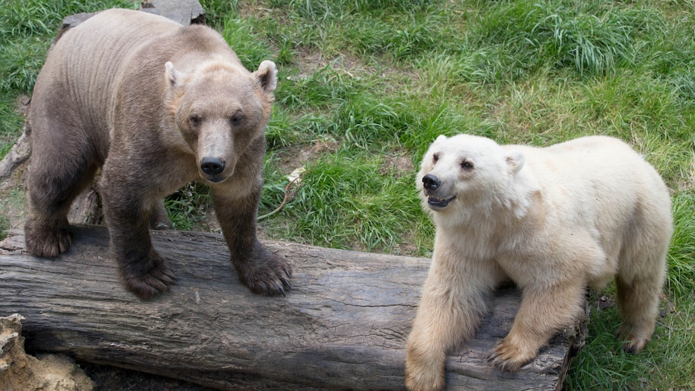 Die sogenannten „Cappuccino-Bären“ Tips (hell) und ihr Bruder Taps im Zoo in Osnabrück
