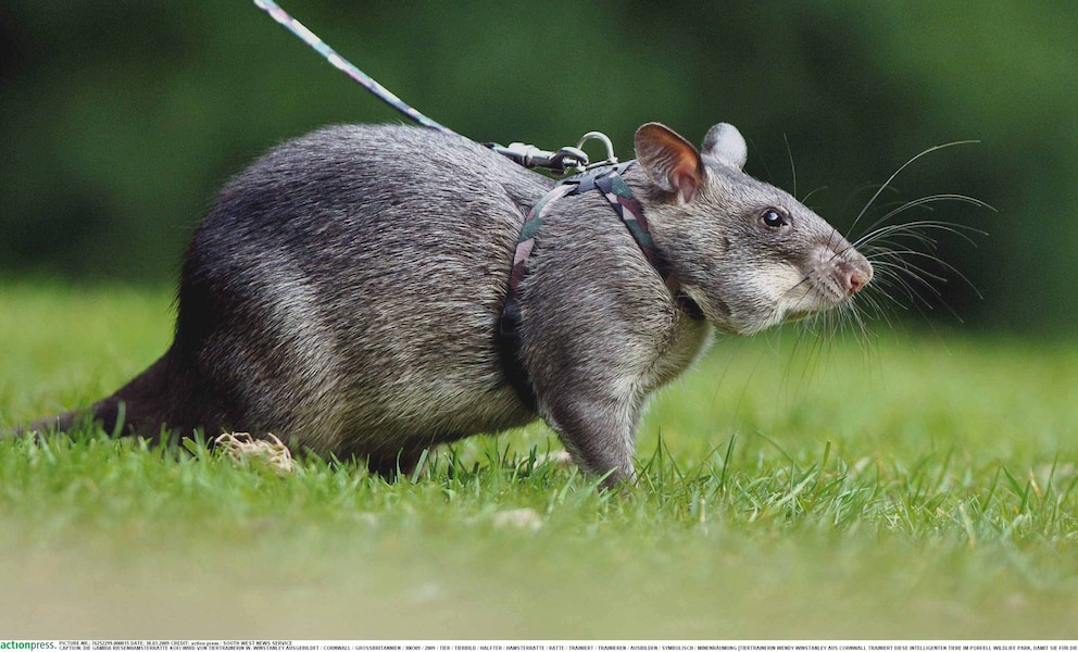 Mutierte Ratten Größte Ratte Der Welt www.petbook.de