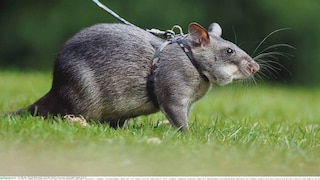 Hamasterratte an Brustgeschirr und Leine auf einer Wiese