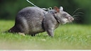 Hamasterratte an Brustgeschirr und Leine auf einer Wiese