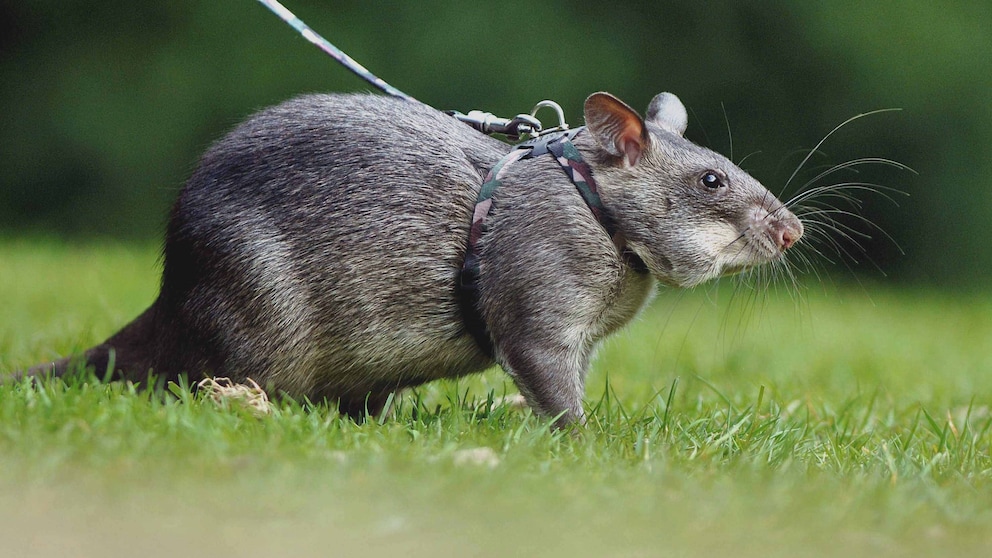 Hamasterratte an Brustgeschirr und Leine auf einer Wiese