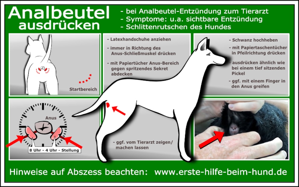 Schaubild Hund, Po und Analdrüsen