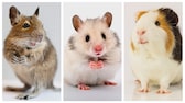 Drei Bilder von Degu, Hamster und Meerschweinchen nebeneinander