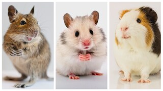 Drei Bilder von Degu, Hamster und Meerschweinchen nebeneinander