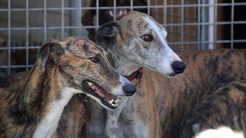 Galgos in einer Auffangstation in Spanien