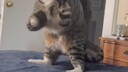 Der Kater Toad läuft aufgrund seiner kurzen Vorderbeine wie ein T-rex – und ist dadurch auf TikTok super beliebt.