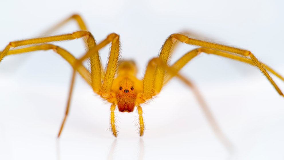 Chilenische Winkelspinne