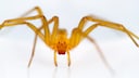 Chilenische Winkelspinne