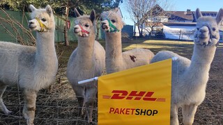 Die Alpakas Lotte, Bella, Alena und Gerome (v.l.) stehen aufgereiht am Zaun, als könnten sie es kaum darauf warten, die ersten Kunden in „ihrer“ Paketstation zu begrüßen
