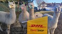 Die Alpakas Lotte, Bella, Alena und Gerome (v.l.) stehen aufgereiht am Zaun, als könnten sie es kaum darauf warten, die ersten Kunden in „ihrer“ Paketstation zu begrüßen