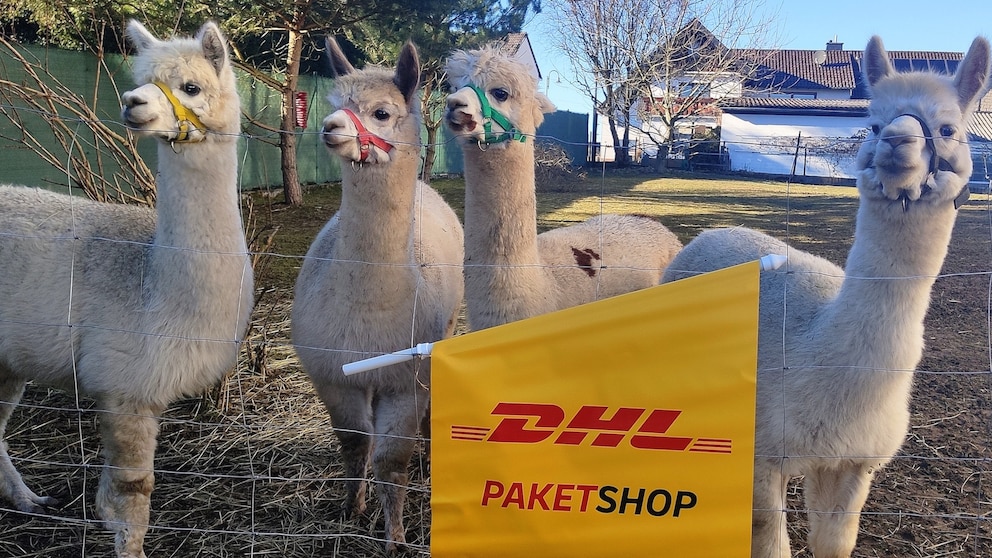 Die Alpakas Lotte, Bella, Alena und Gerome (v.l.) stehen aufgereiht am Zaun, als könnten sie es kaum darauf warten, die ersten Kunden in „ihrer“ Paketstation zu begrüßen