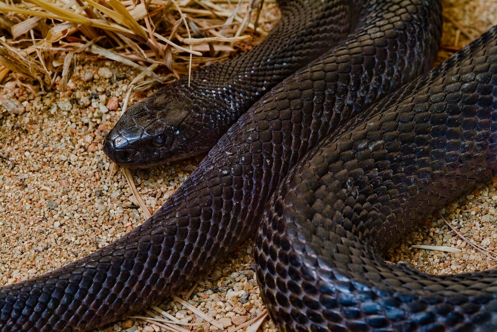 Taipan (Oxyuranus scutellatus)