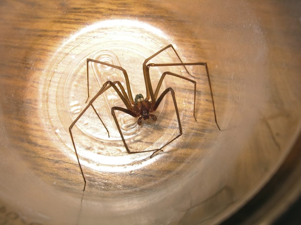 Brown recluse spider (Loxosceles reclusa) trapped in a plastic cup