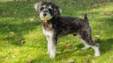 Ein Schnoodle steht im Garten auf der Wiese