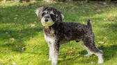 Ein Schnoodle steht im Garten auf der Wiese