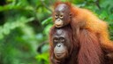 Orang-Utan mit Nachwuchs