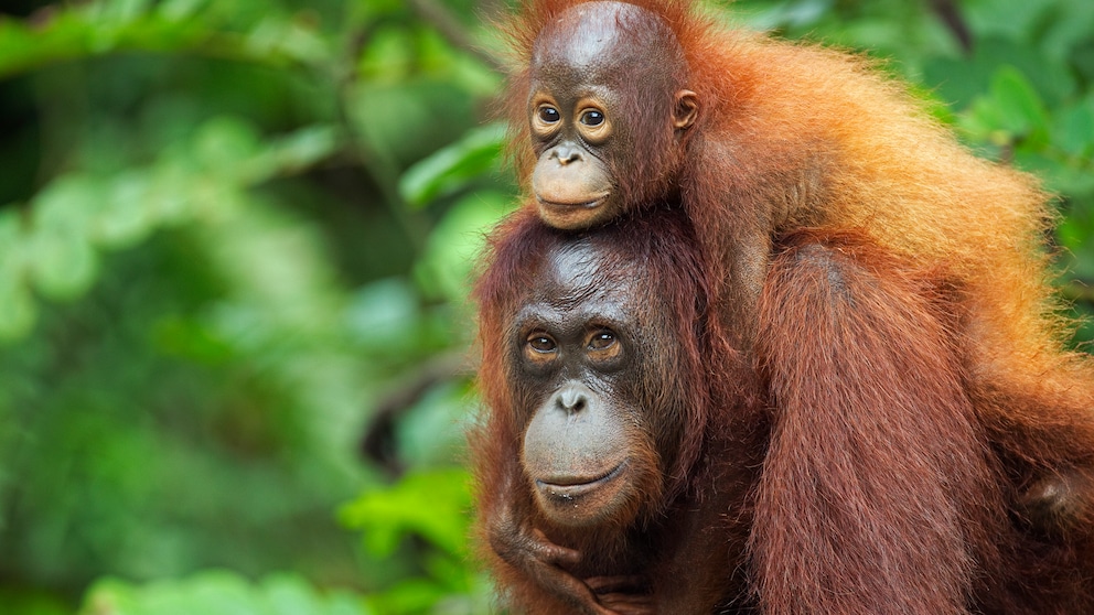 Orang-Utan mit Nachwuchs