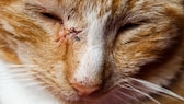 Katze mit Verletzung im Gesicht