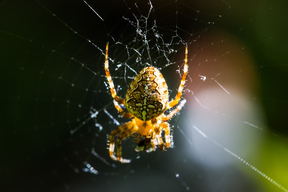 Kreuzspinne im Netz hängend