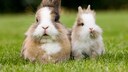 Zwei Kaninchen sind vergesellschaftet auf der Wiese