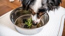 Hund frisst Rohkost aus Napf
