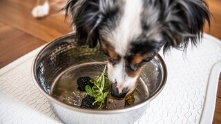 Hund frisst Rohkost aus Napf