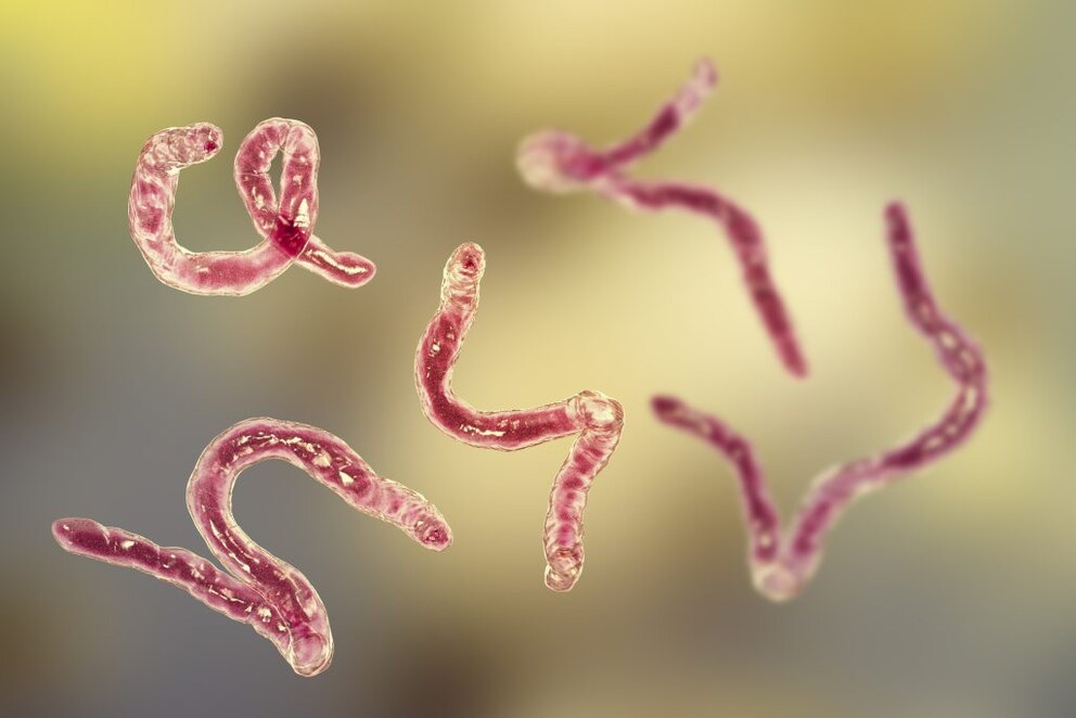Computer illustration of the hookworm Ancylostoma duodenale.