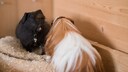 Zwei Meerschweinchen bei einer Auseinandersetzung