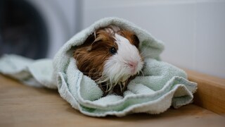 Meerschweinchen im Handtuch