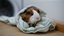 Meerschweinchen im Handtuch