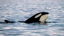 M&auml;nnlicher Orca blickt aus dem Wasser in einem Fjordgebiet in Norwegen