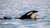 Männlicher Orca blickt aus dem Wasser in einem Fjordgebiet in Norwegen