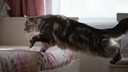 Eine große Maine-Coon-Katze geht aufs Bett