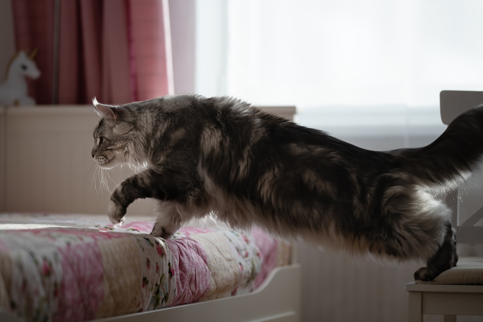 Eine große Maine-Coon-Katze geht aufs Bett