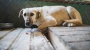 Ver&auml;ngstigter Hund im Tierheim