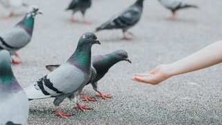 Ein Kind füttert Stadttauben