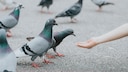 Ein Kind f&uuml;ttert Stadttauben