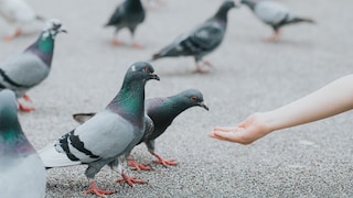 Ein Kind füttert Stadttauben