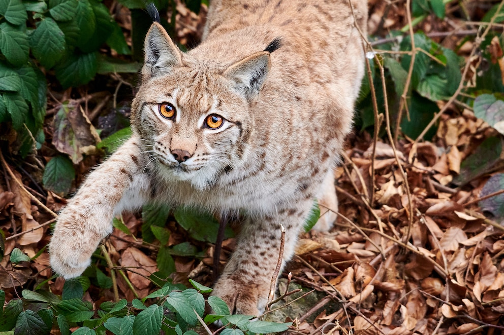 Eurasischer Luchs