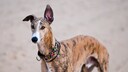 Spanische Windhundrasse Galgo mit buntem Halsband