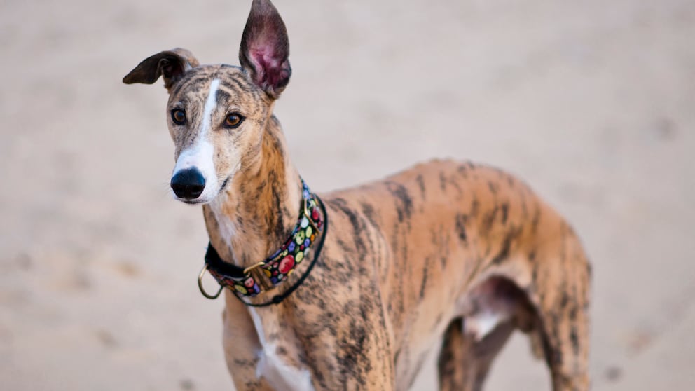 Spanische Windhundrasse Galgo mit buntem Halsband