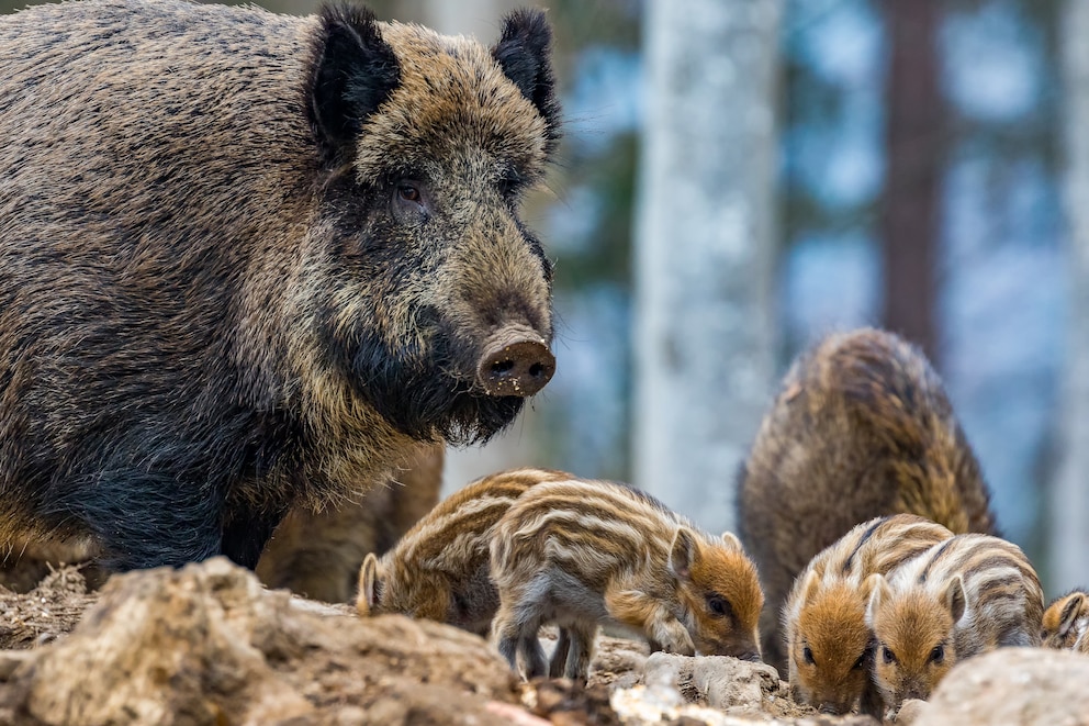 Wildschwein und Ferkel in Oberdorla, Thüringen