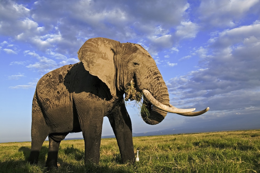 Elefantenbulle im Nationalpark in Kenia