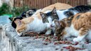 Stra&szlig;enkatzen beim Fressen an einem Futterplatz
