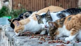 Straßenkatzen beim Fressen an einem Futterplatz