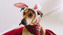 Ein Hund sieht ungl&uuml;cklich aus, weil er zu Karneval Hasenohren tr&auml;gt