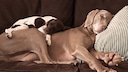 Zwei Hunde liegen schlafend auf der Couch.