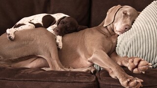 Zwei Hunde liegen schlafend auf der Couch.