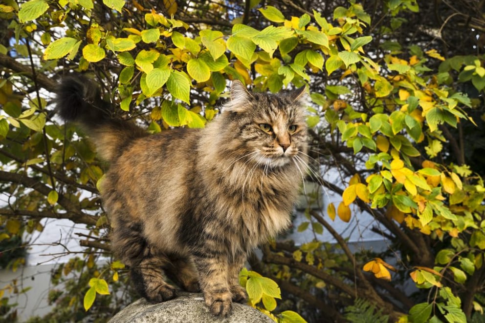 Norwegische Waldkatze draußen auf einem Stein